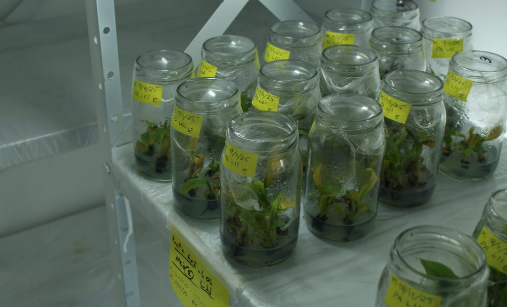 Laboratório Revoluciona a Fruticultura em São Paulo Crédito: Laboratório dispõe de salas climatizadas para preservar material que dá origem às matrizes