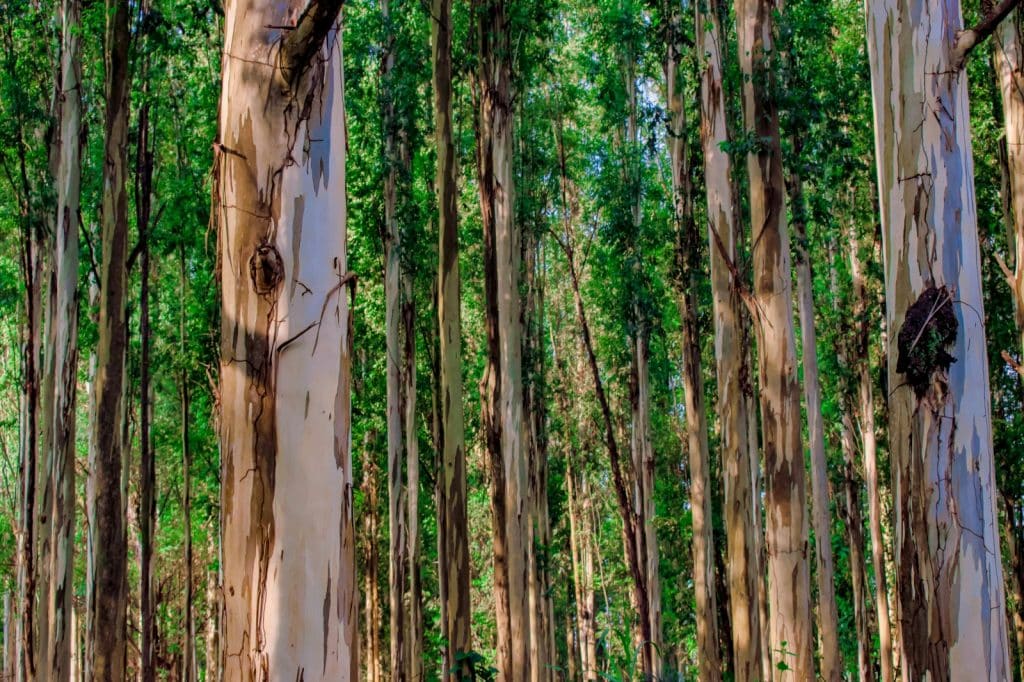 Eucalipto se destaca entre os produtos mais valiosos do campo paulista