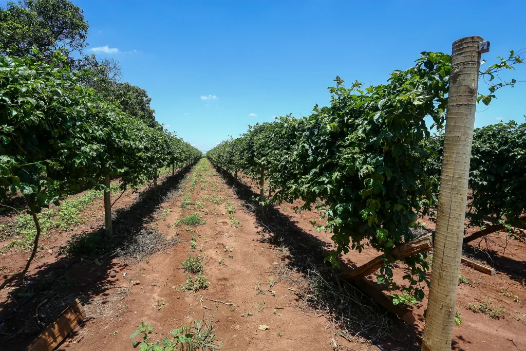 Empregos em Barretos: Mais de 390 vagas disponíveis, com foco em fruticultura