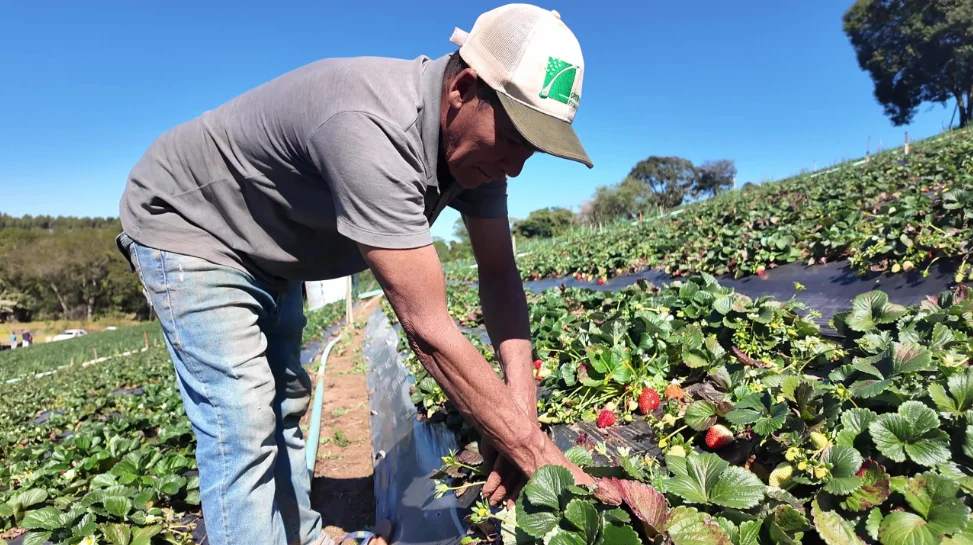 Como Vender sua Produção Rural para Órgãos Públicos Crédito: As aquisições são realizadas por meio de chamadas públicas, modalidade de compra em que os produtores apresentam propostas de venda de acordo com os editais publicados pelos órgãos compradores - Foto: Divulgação/Governo de São Paulo