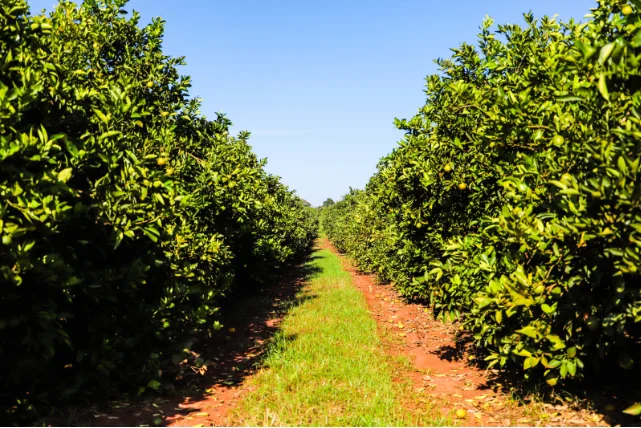 Classificação de Municípios Paulistas em Risco de Greening Crédito: O transporte interestadual de plantas cítricas também passa por atualização Foto: Divulgação/Governo de SP