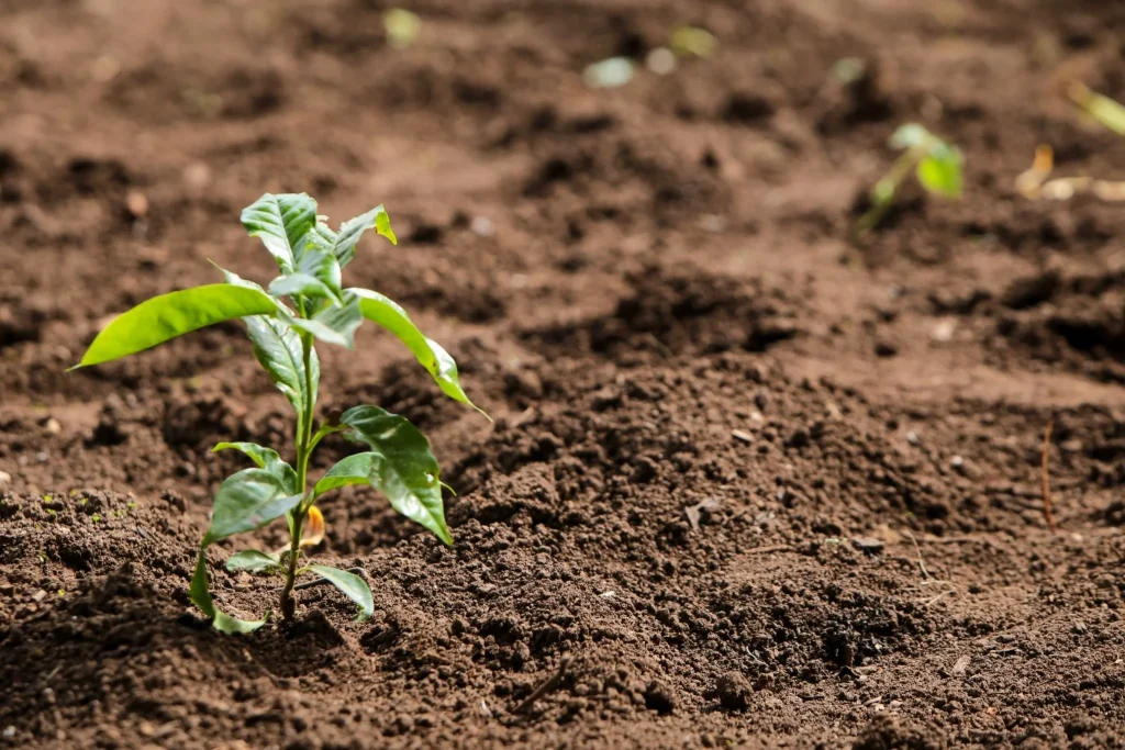 Cuidados Essenciais para Cultivar Hortaliças e Frutas no Inverno Crédito: Com carga intensiva, o curso combina teoria e prática ao longo de três dias, das 8h às 17h, e será realizado em Campinas, Piracicaba e São Pedro (SP) - Foto: Divulgação/Governo de São Paulo