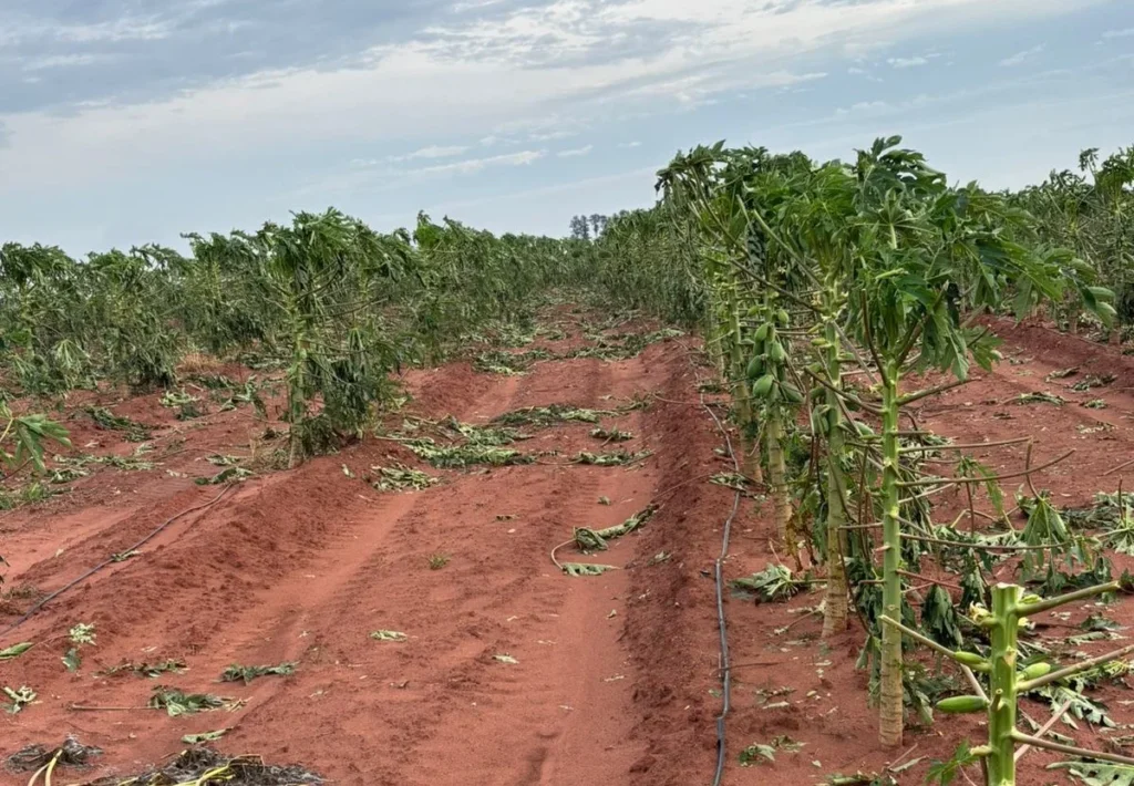 Crédito Emergencial: Financiamento de até R$ 50 mil para Produtores de Guaratinguetá e Osvaldo Cruz Crédito: Plantação afetada por eventos climáticos